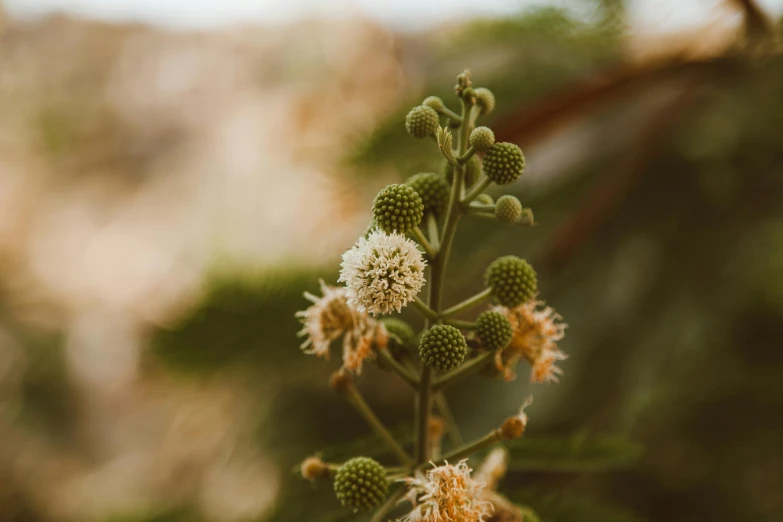 a picture of some flowers on a tree