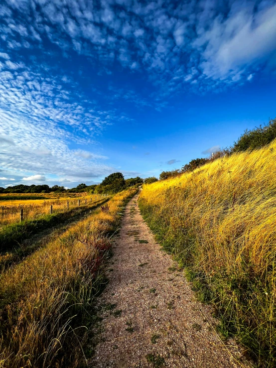 an empty dirt road in a wheat field