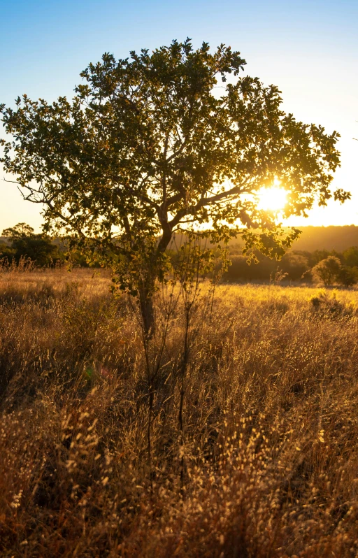 a field with a small tree in the middle