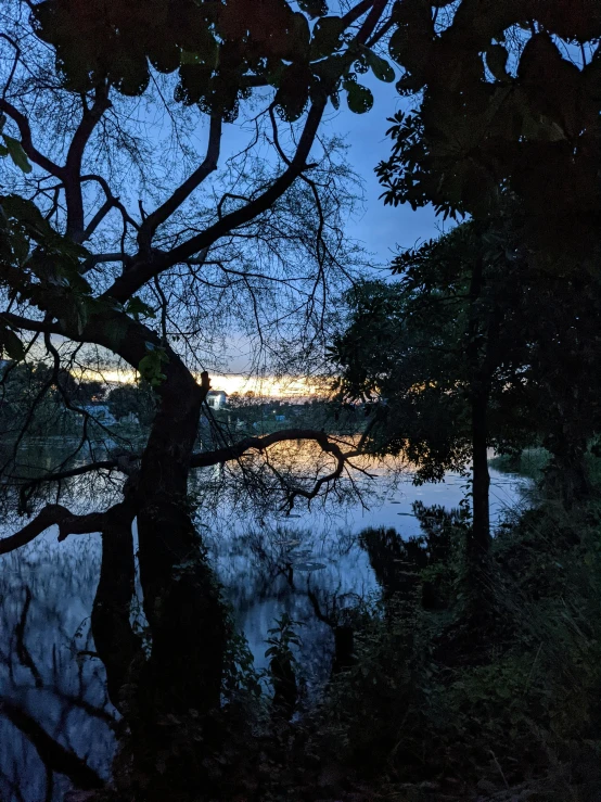 a tree with water underneath it is seen