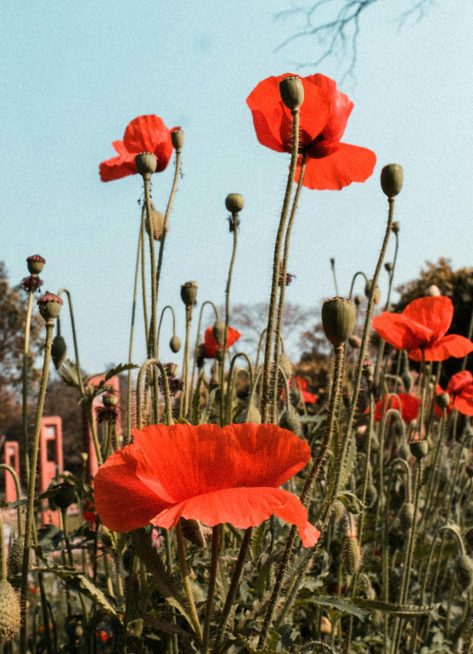 an image of a field of poppies blooming