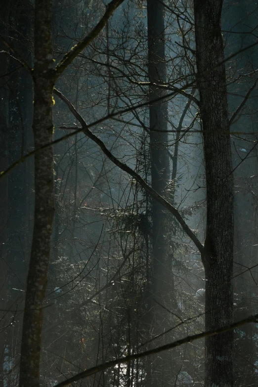 dark woods and trees are illuminated by the sunlight