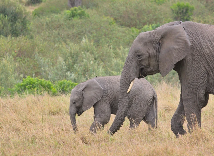 the mother elephant is followed by her offspring