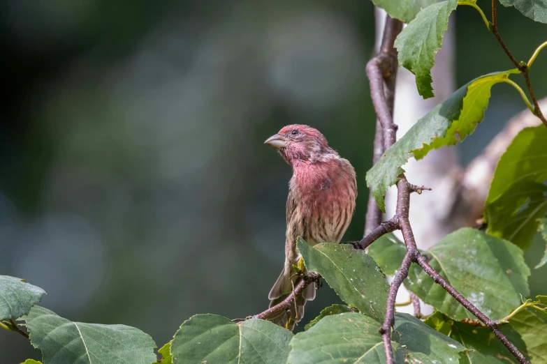 a pink bird perched on top of a green leaf filled tree