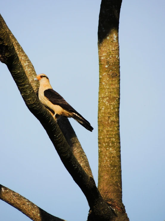 a bird perched on the top of a tree