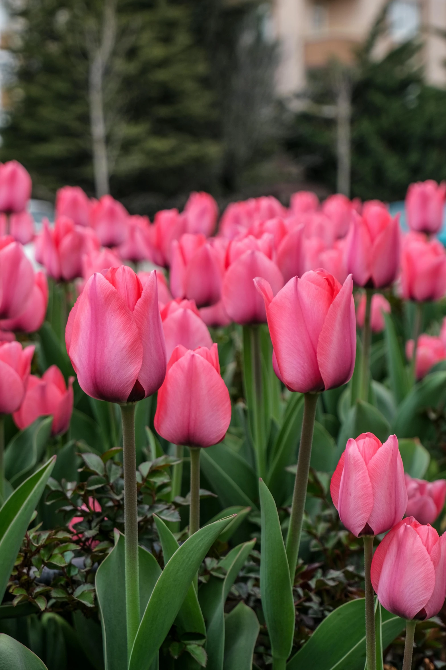 many pink flowers blooming in the park