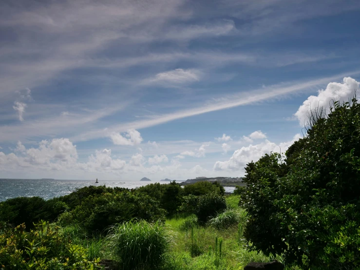 trees are along a path leading to the ocean