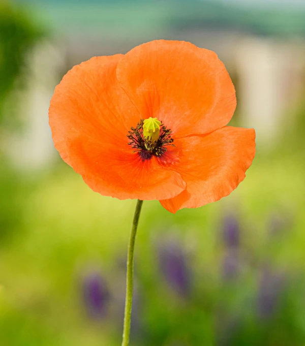 a bright orange flower that is growing in the garden