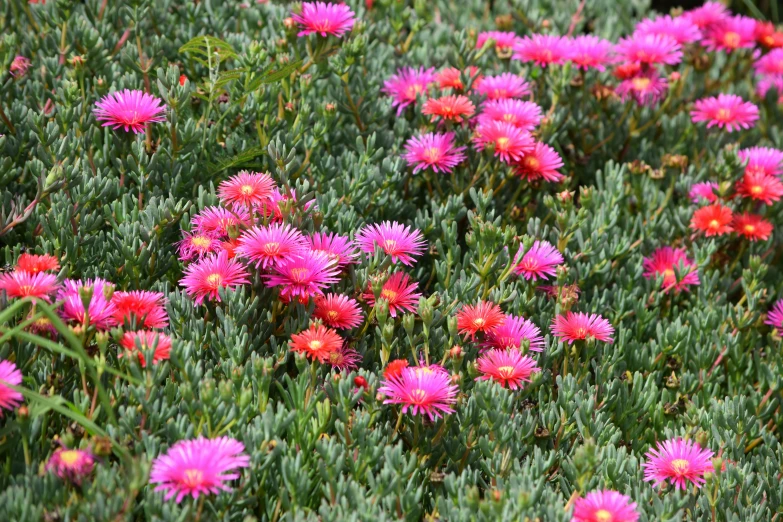 several pink flowers in a field of green grass