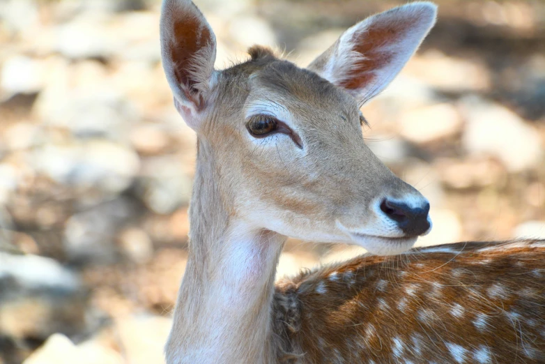 an animal with very big ears stares ahead