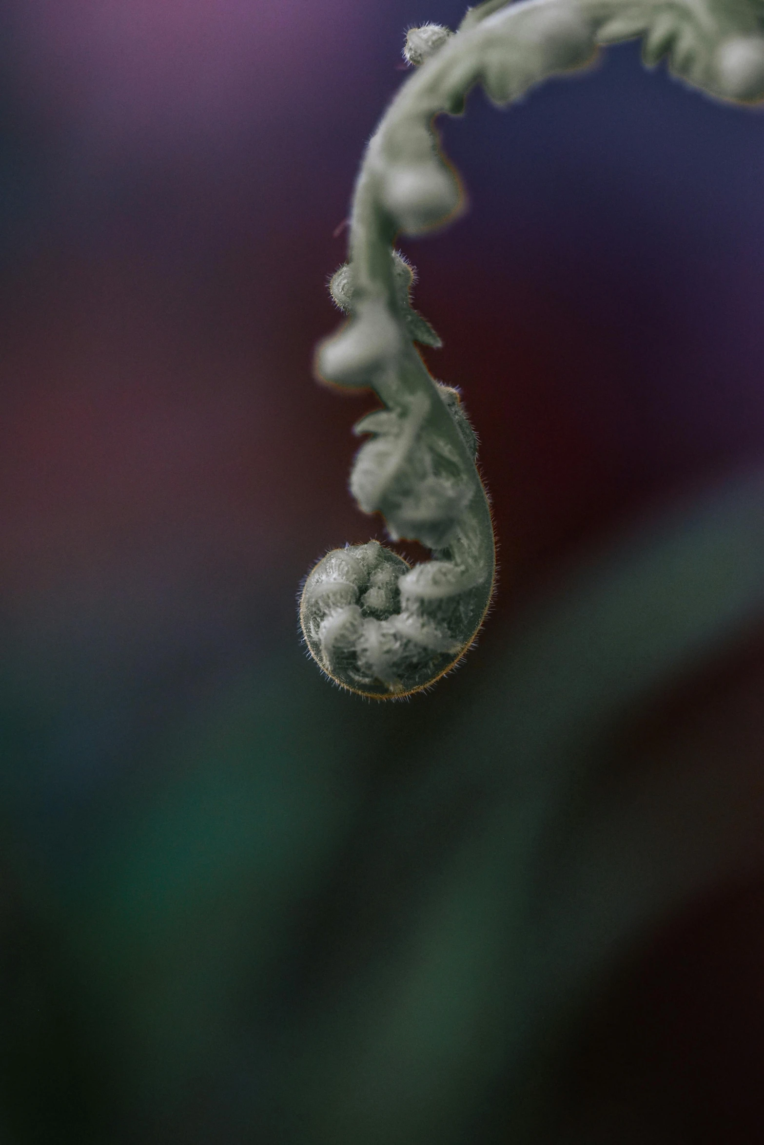 a closeup image of a thin flower