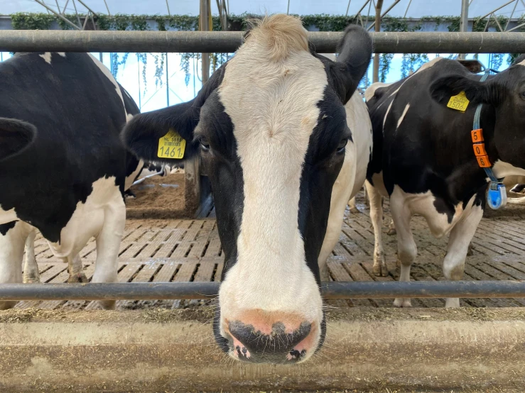 a black and white cow looks at the camera while behind a fence