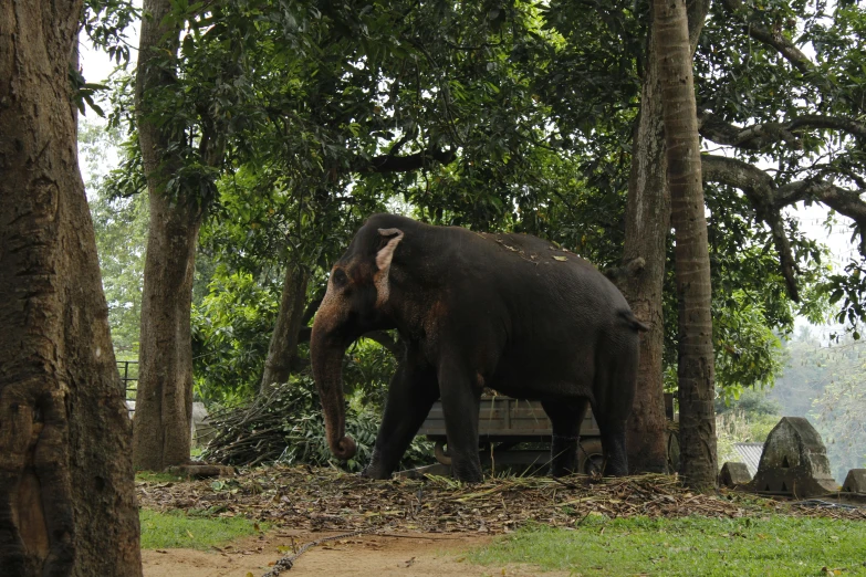 an elephant standing among the trees and grass