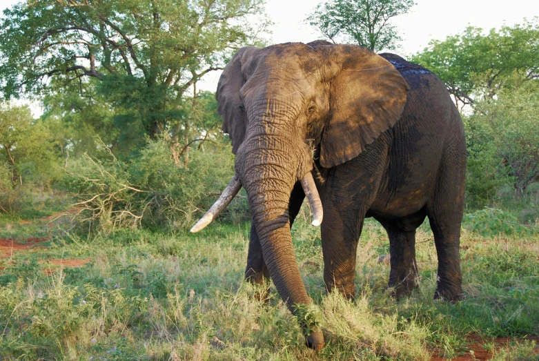 a elephant in some grass and bushes with trees