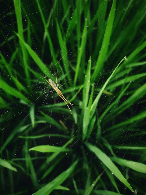 a plant covered with rain is shown with small drops