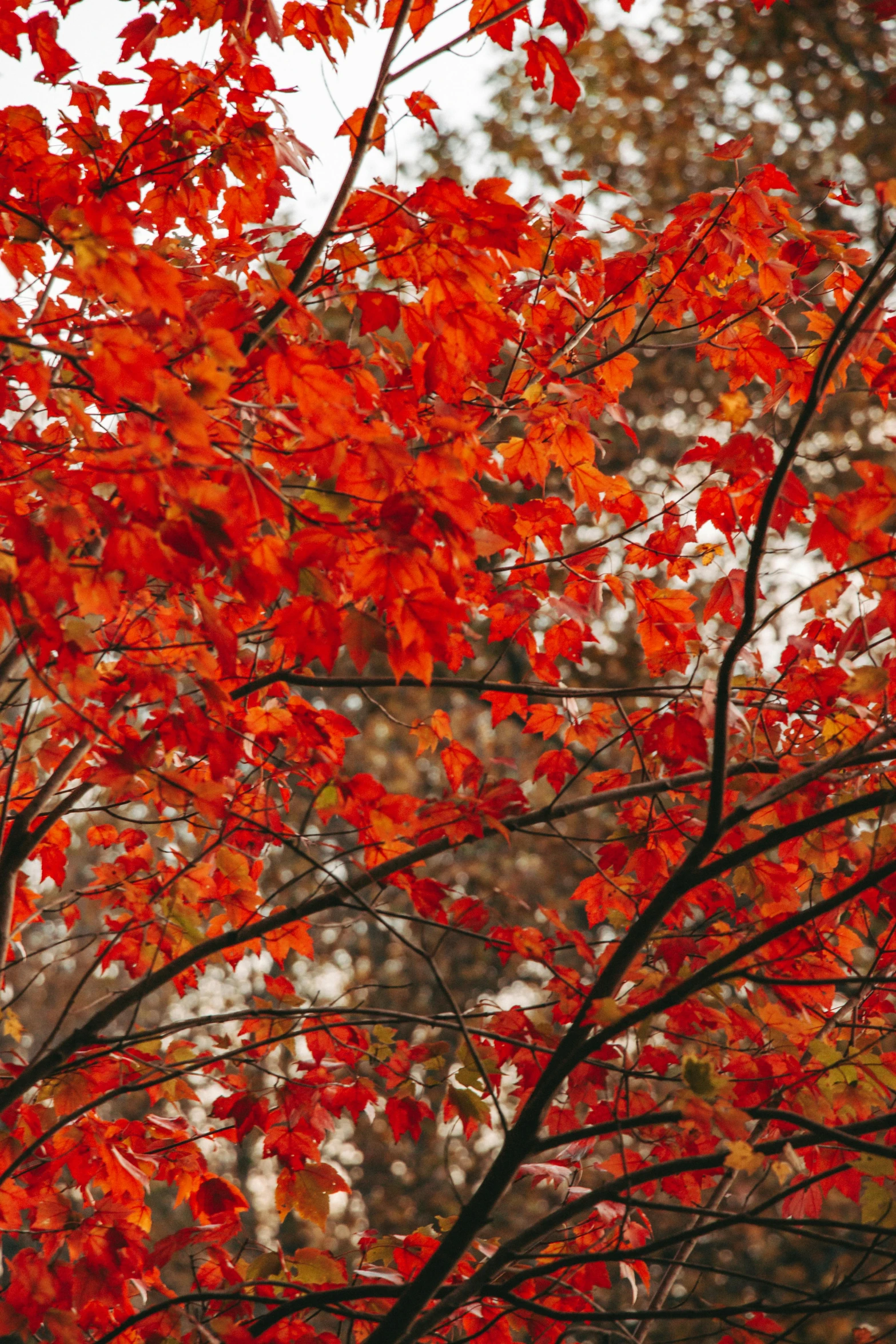 an orange tree with leaves in the fall