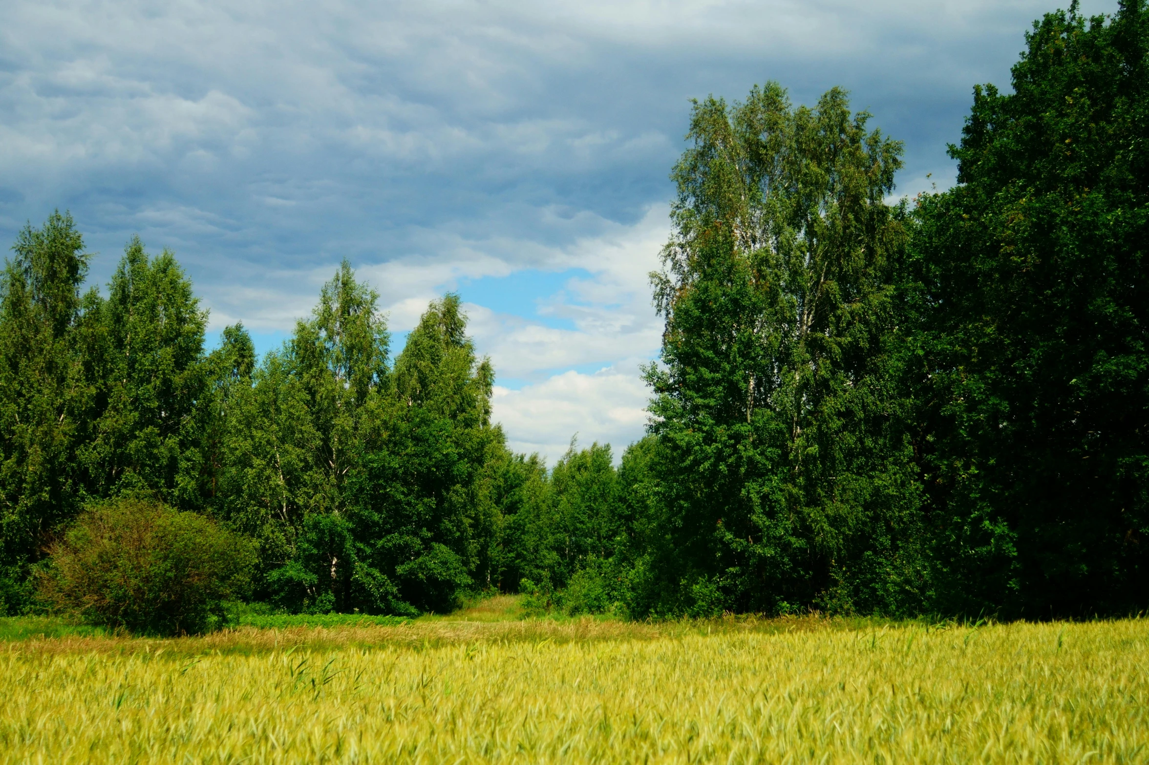 there is a tall field with lots of trees in the background