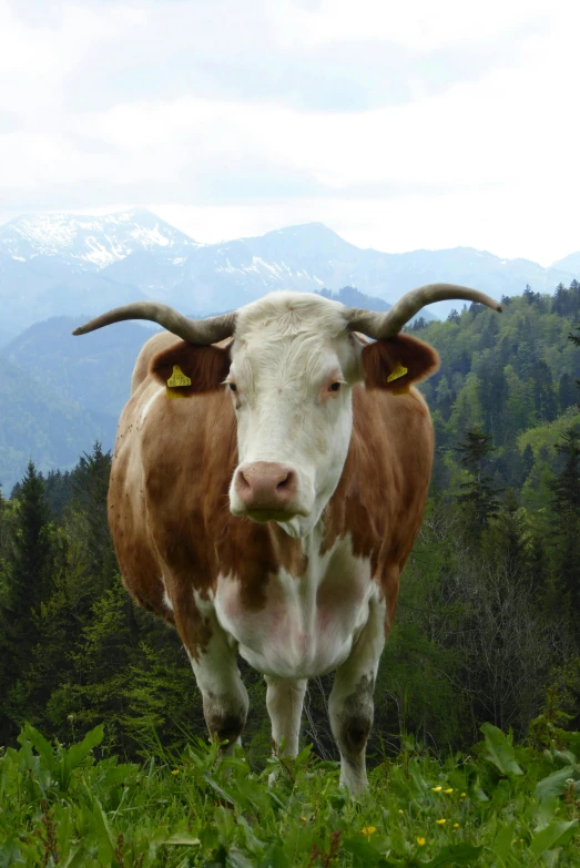 a cow with horns on its head standing in a field