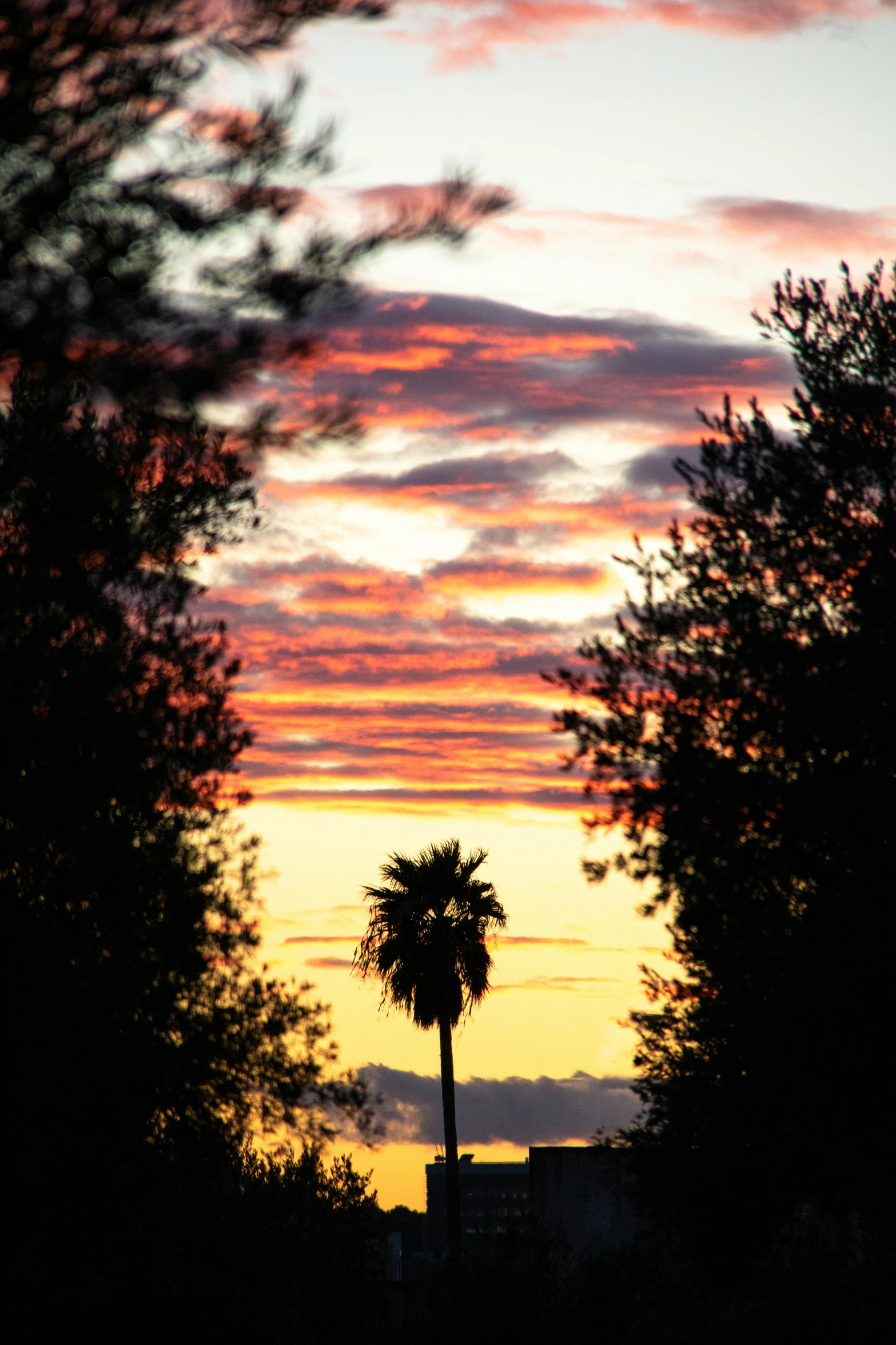 a street sign and some trees at sunset