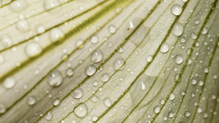 the back of a leaf covered in water droplets