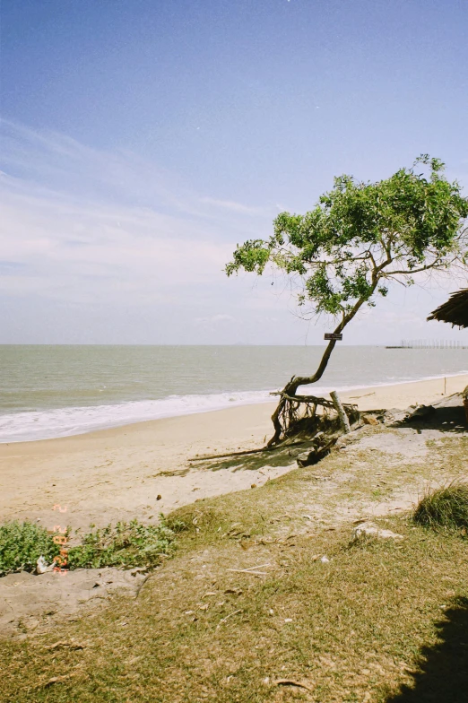 the trees have been placed on top of the beach