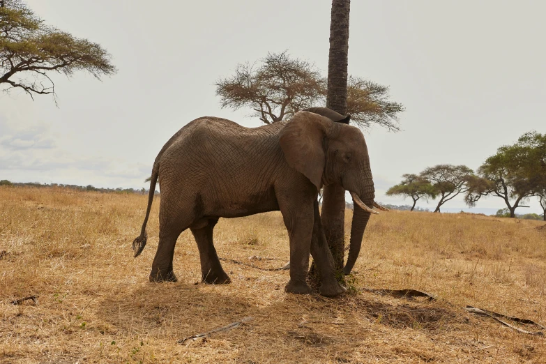 a large elephant walking on the dry grass