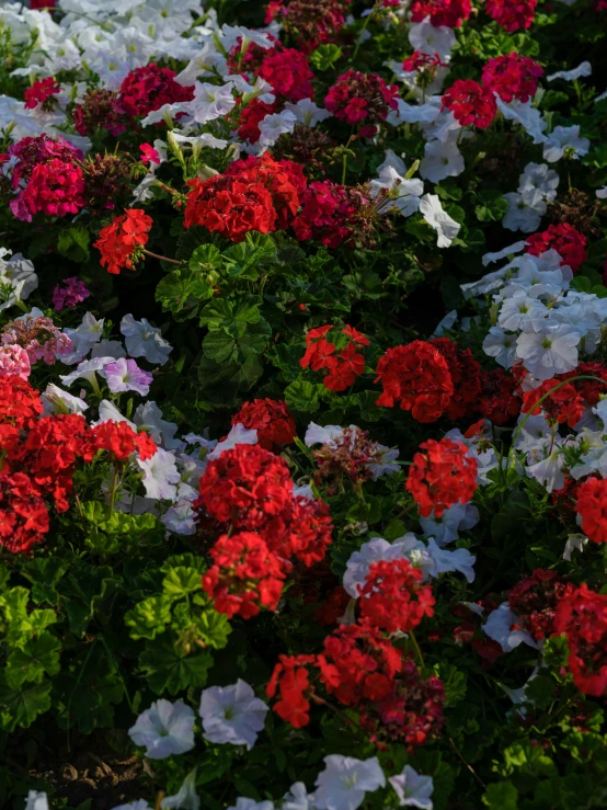 a field of brightly colored flowers and green leaves