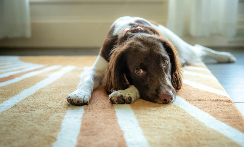 a dog resting in front of a window on the floor