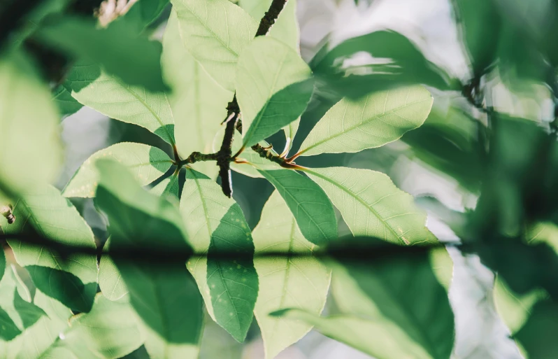 the leaves are on the nches of some trees