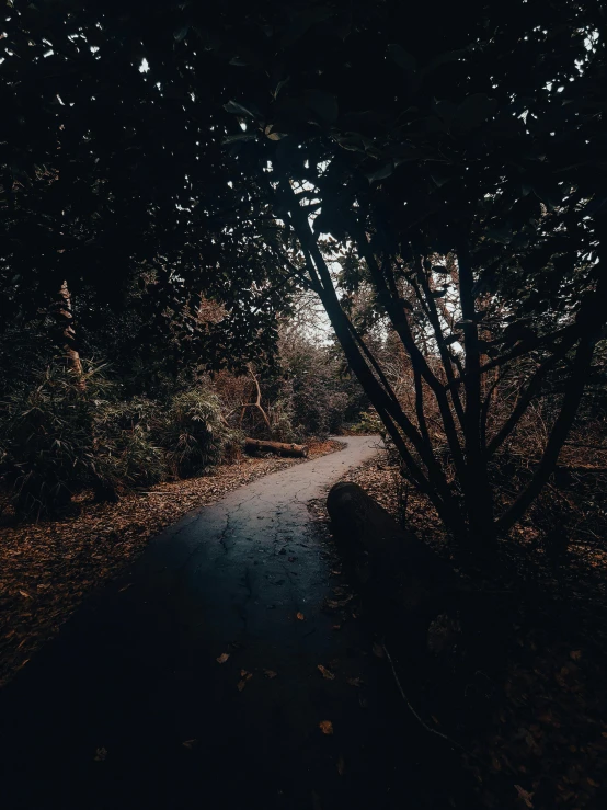 a path in the woods is lit by sunbeams