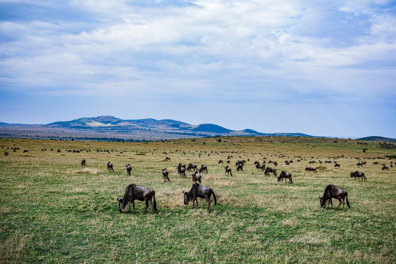 cattle standing and grazing in the grass near mountains