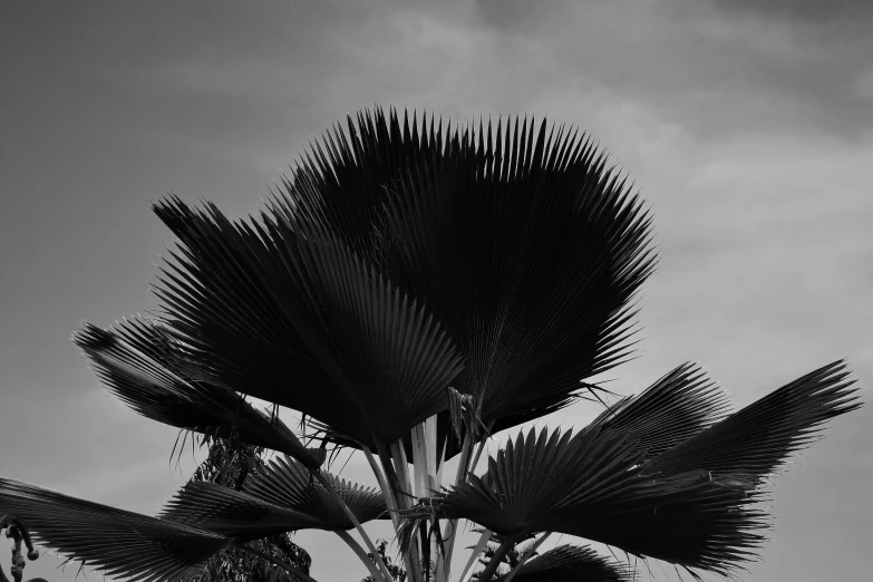 a close up of an empty palm tree