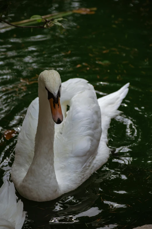 a white swan with orange beak floating on the water