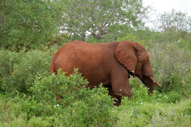 an elephant standing among the weeds and trees