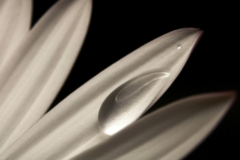 closeup of a large, beautiful white flower