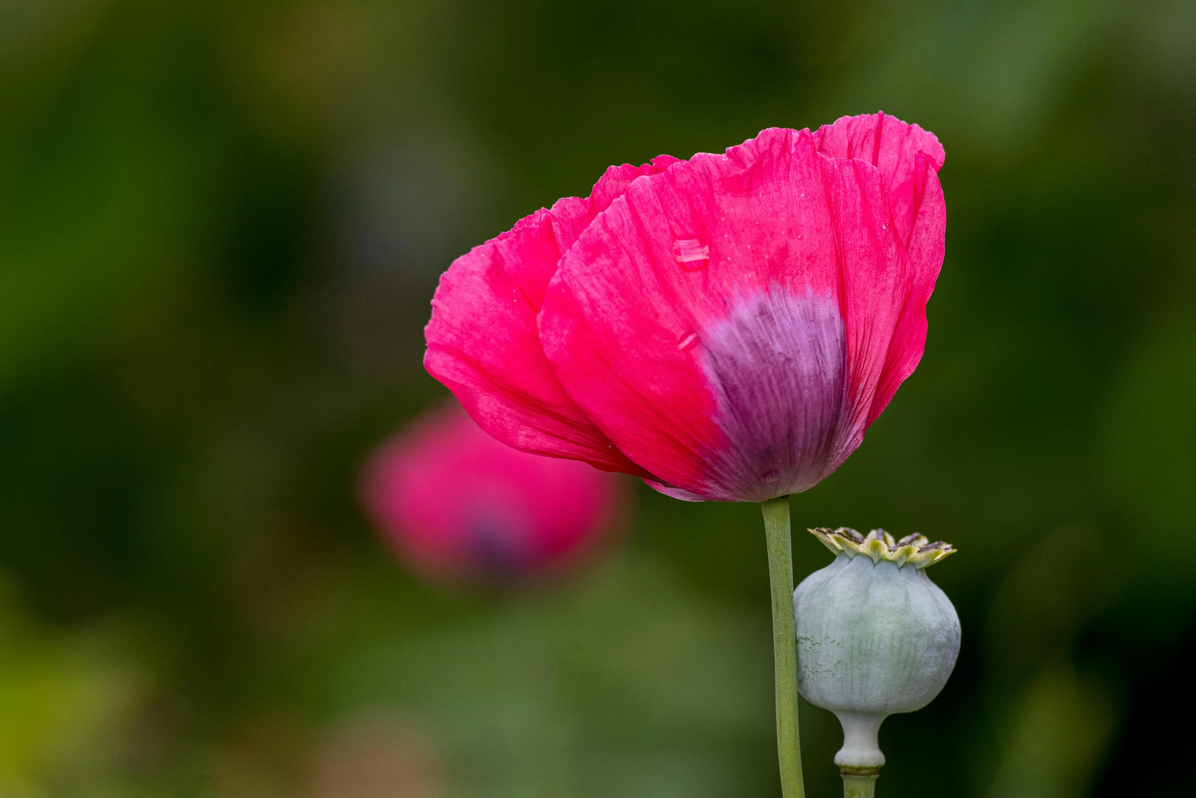 a pink and white flower is shown with the petals still attached