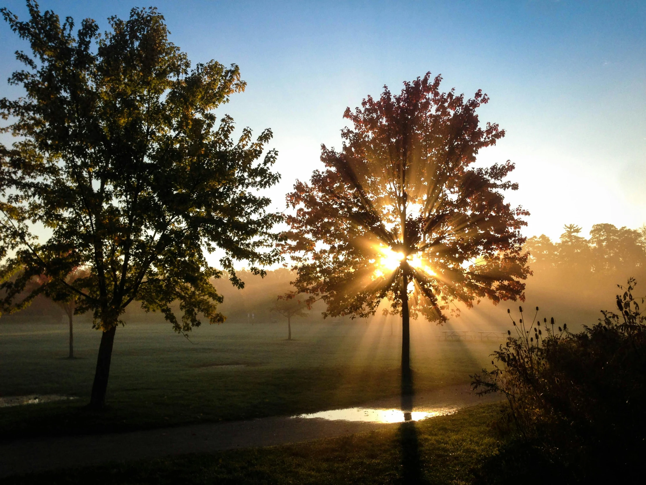 two trees stand in the foreground, while the sun sets