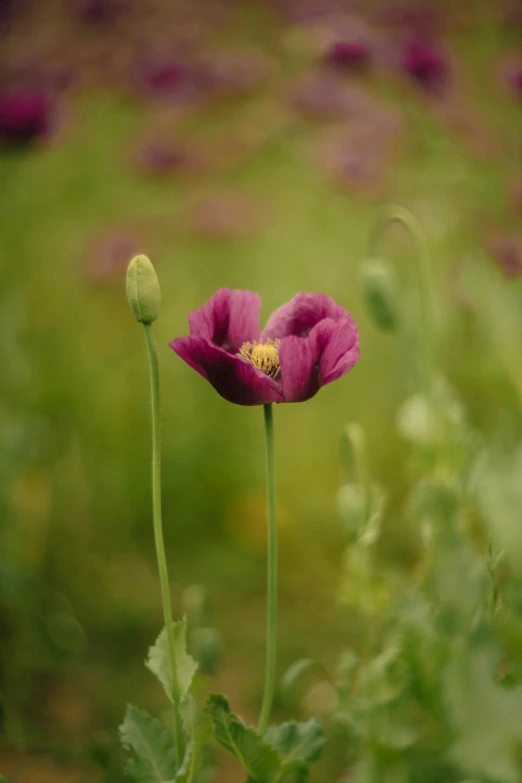 two purple flowers are in the grass