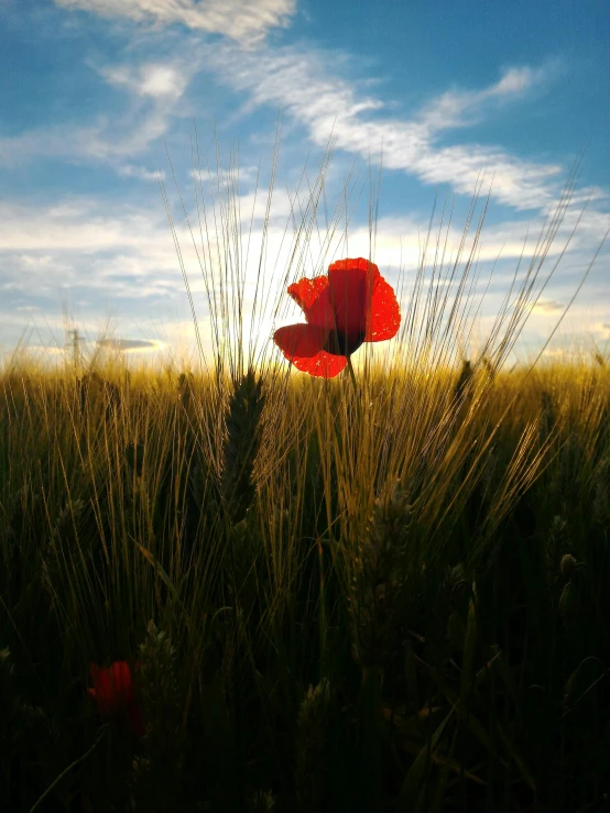 a couple of red flowers sitting on top of a lush green field