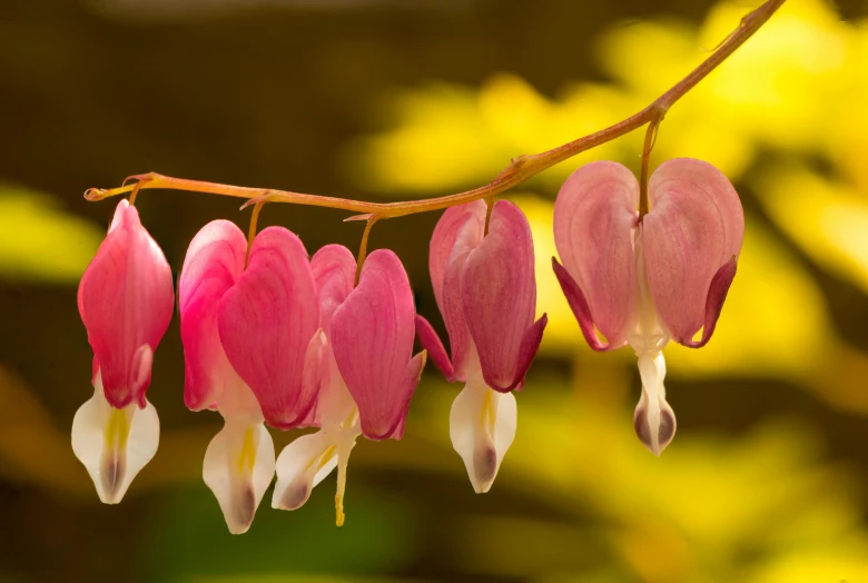 the hanging flower is very pretty in color