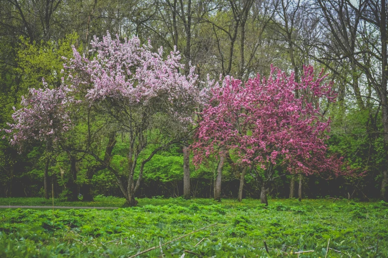 some trees in a grassy field with purple flowers