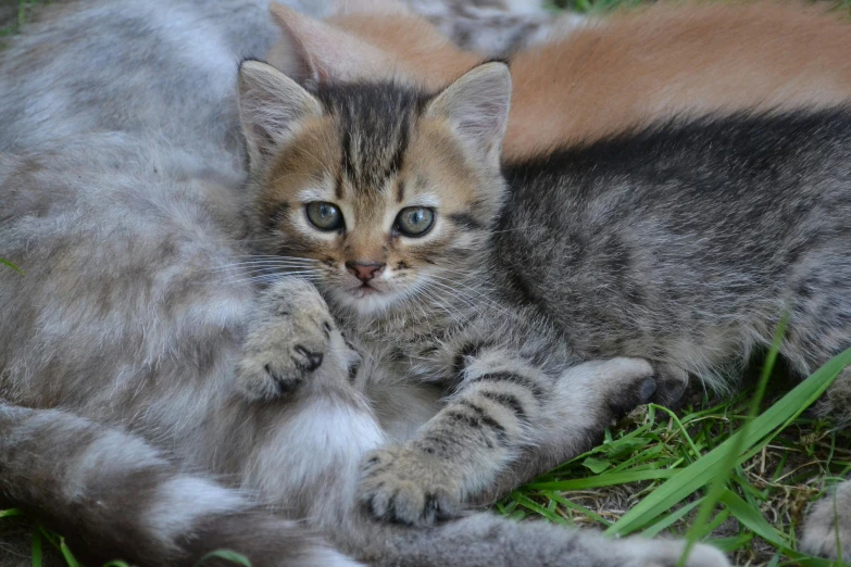 a kitten laying in the grass near another cat