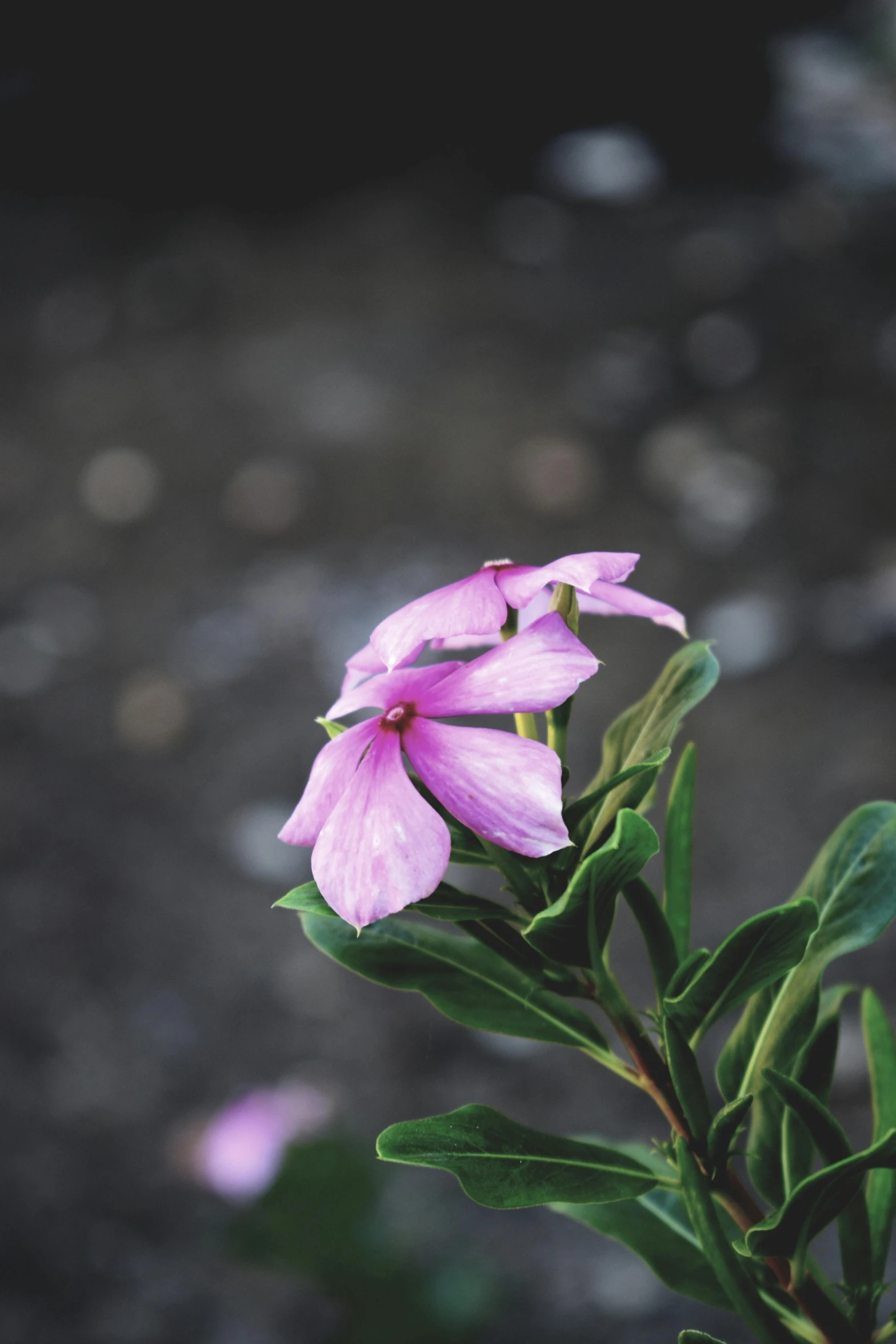 pink flowers bloom on top of green leaves