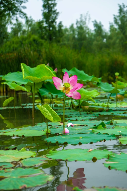 a pink flower that is blooming in the water