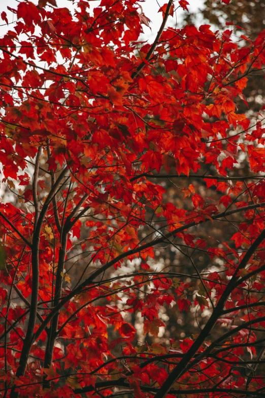 the nches of some trees with red leaves