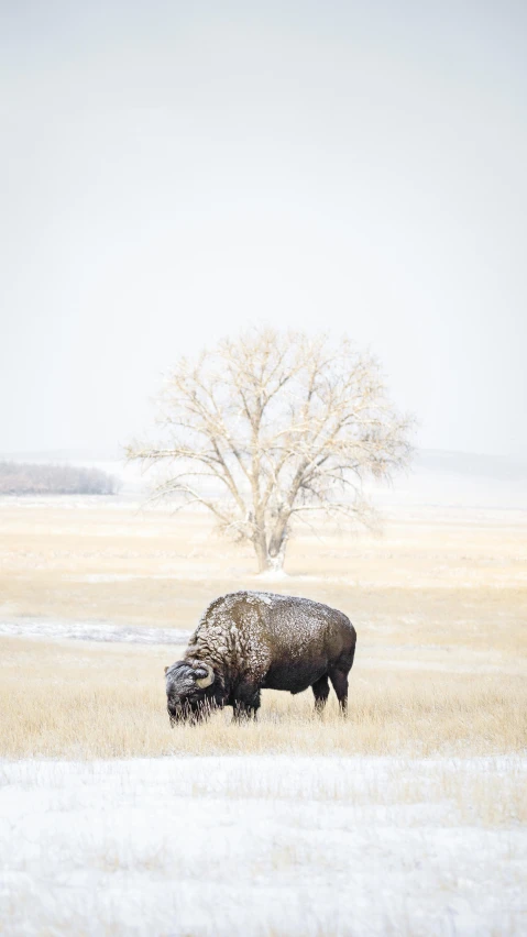 an adult buffalo stands by its newborn in a field in the winter