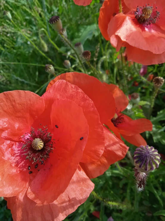 the bright orange flowers are all dying