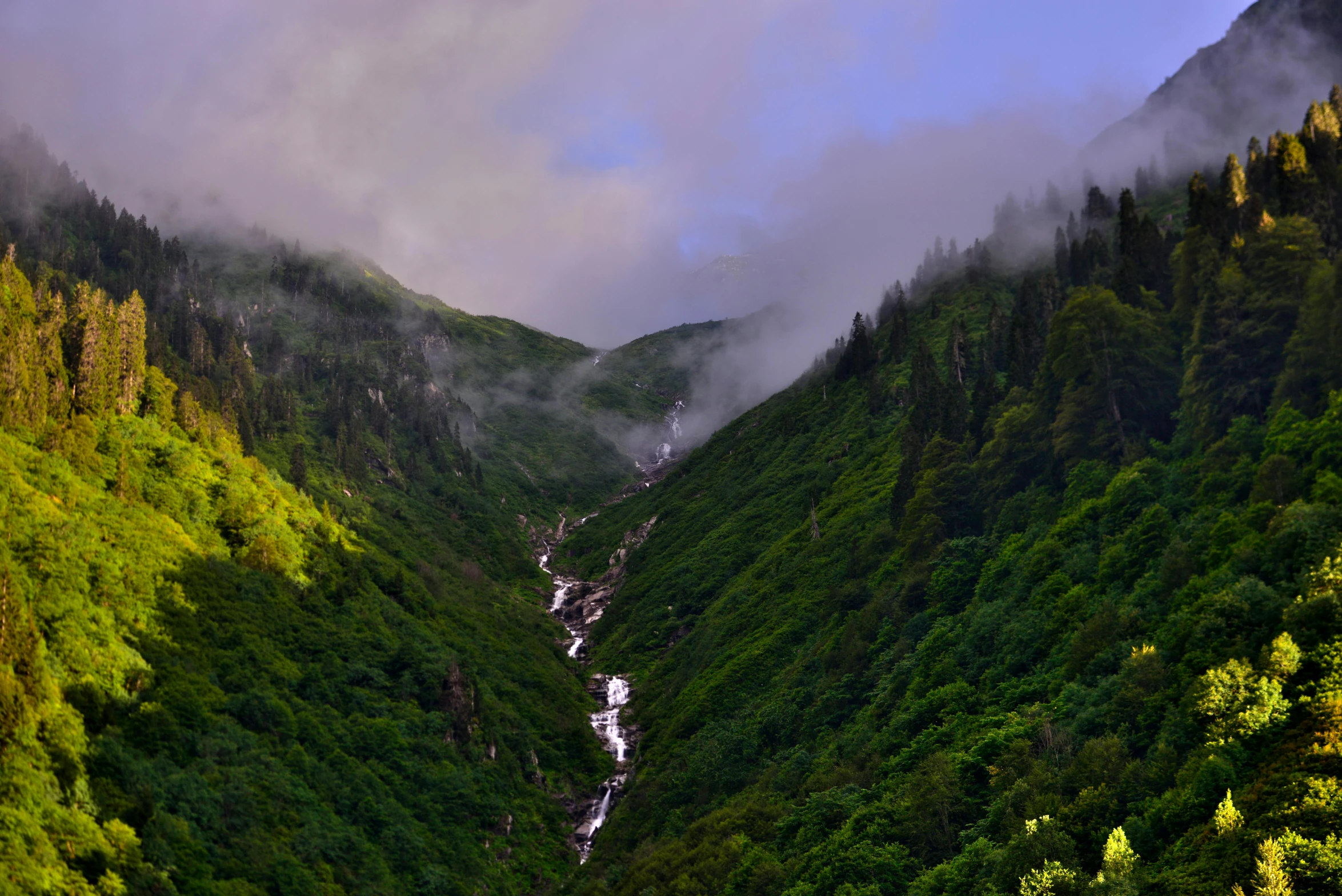 a mountain that has a lot of trees