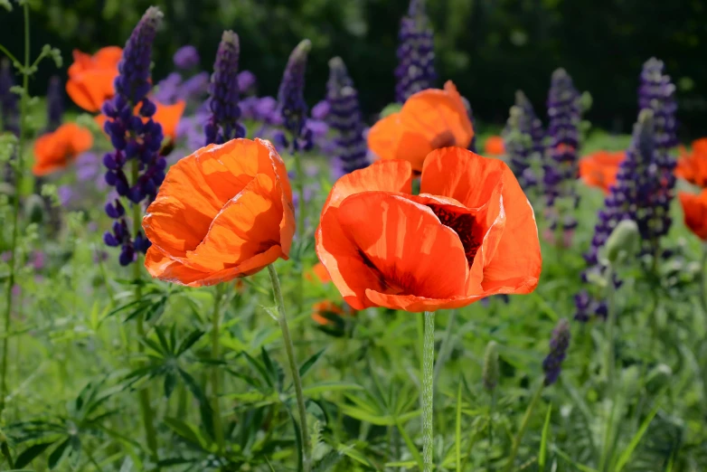 a field filled with lots of orange flowers