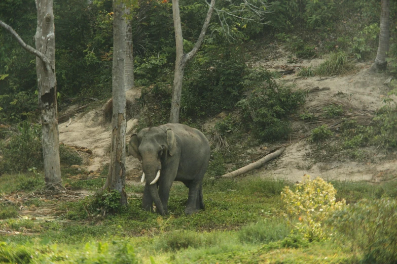 an elephant is walking through a forest of trees